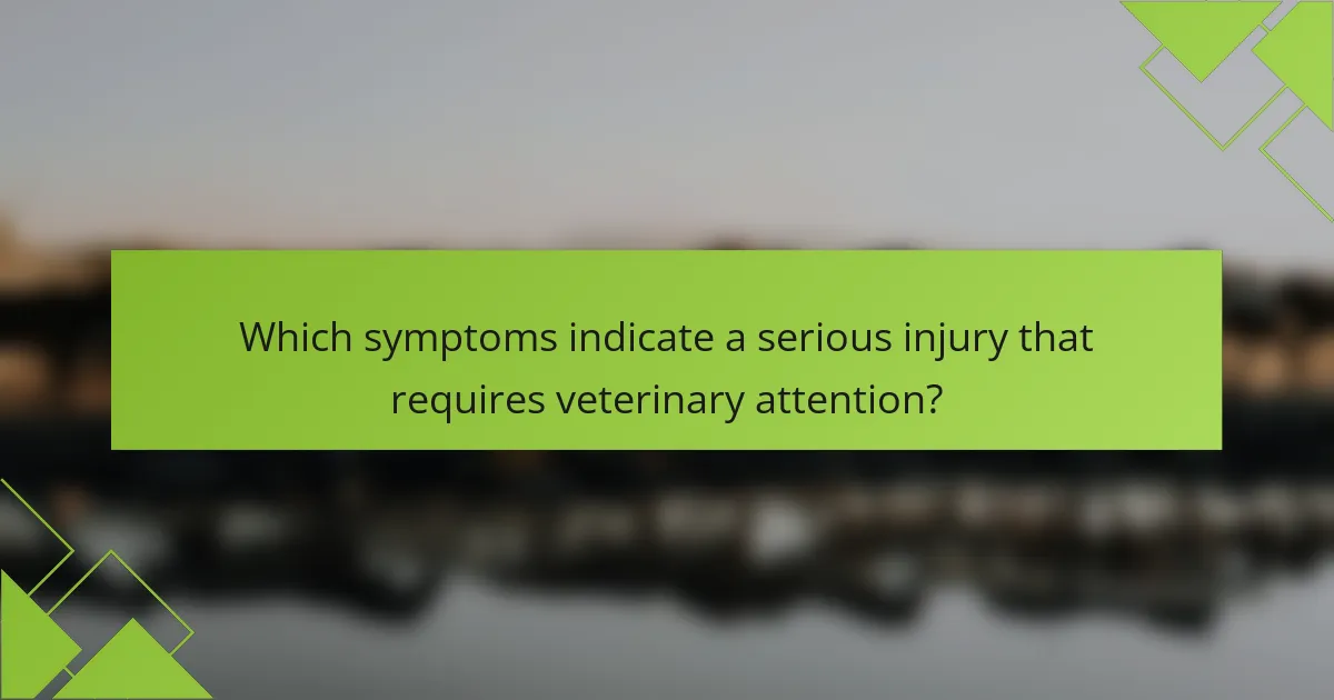 Which symptoms indicate a serious injury that requires veterinary attention?