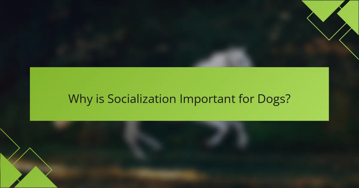 Why is Socialization Important for Dogs?